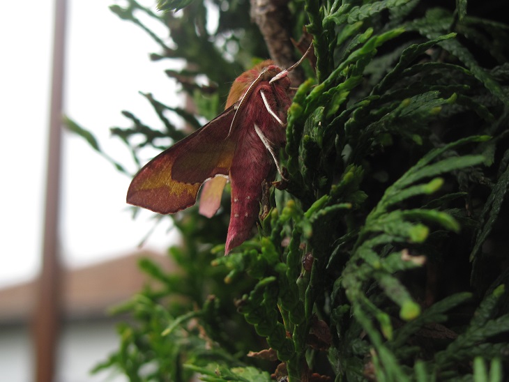 Deilephila porcellus, Sphingidae